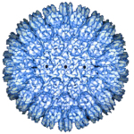 Вирус герпеса ускоряет рост раковых клеток